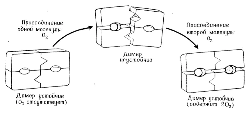 Рис. 15.13. Аллостерическое гем-гем-взаимодействие в димере.