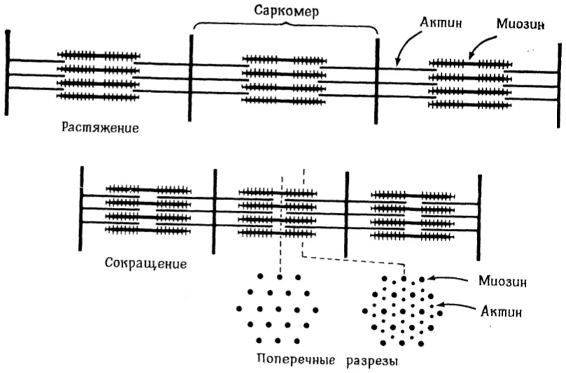 Рис. 15.8. Схема строения мышцы.